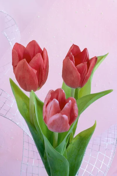 Pembe arka planda üç kırmızı lale..