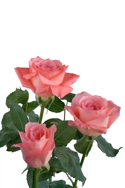 Beyaz arka planda üç pembe gül. İzole edilmiş.