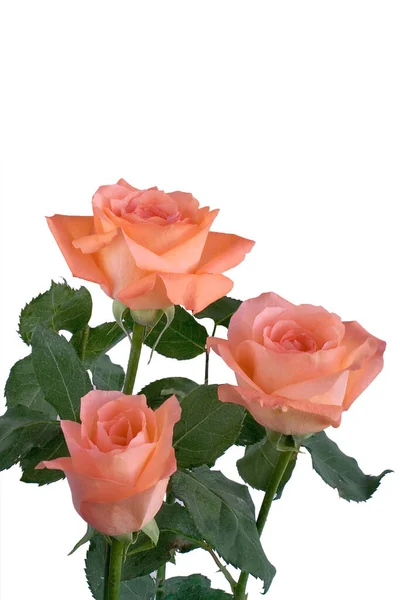  Beyaz arka planda üç pembe gül. İzole edilmiş.