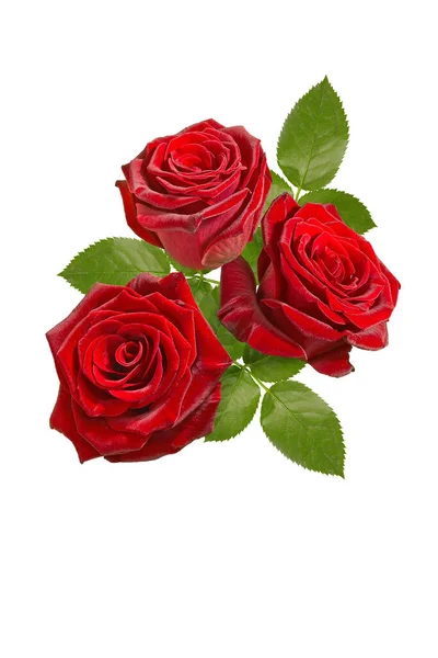 Bouquet Rose Rosse Sfondo Bianco — Foto Stock