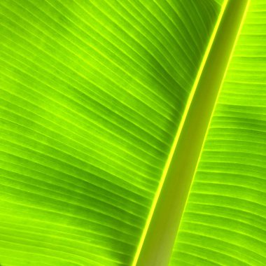 Güneş tarafından aydınlatılmış yeşil muz yaprağı. Arkaplan, doku