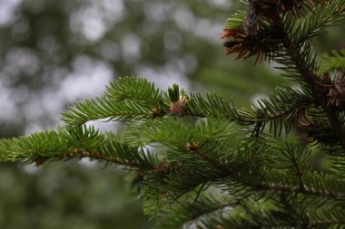 Yeşil ladin dalı, ama arka plan bulanık yeşil bir orman.