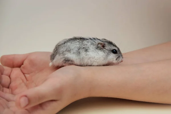 Hamster dzungarian rastejando na mão close-up em um fundo leve — Fotografia de Stock