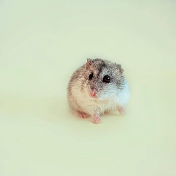 Un hamster dzungien gris et blanc s'assoit et regarde la caméra sur un fond jaune clair — Photo