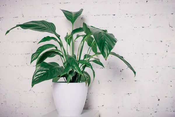 Una flor verde interior en una maceta blanca se coloca en la mesita de noche contra una pared de ladrillo blanco — Foto de Stock