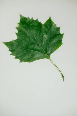 Yeşil bir akçaağaç yaprağı arka planda izole bir şekilde duruyor..