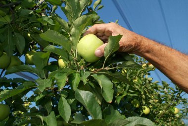 Elma ağaçlarda hasat