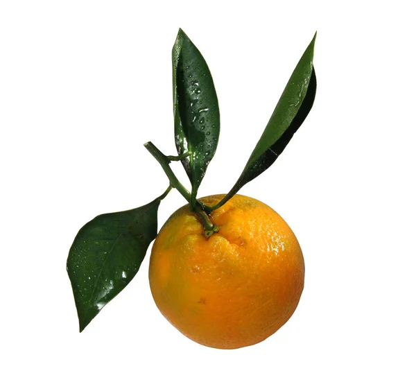 Orange — Stock Photo, Image