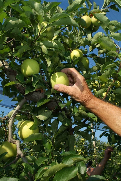 Colheita Maçãs Árvores — Fotografia de Stock