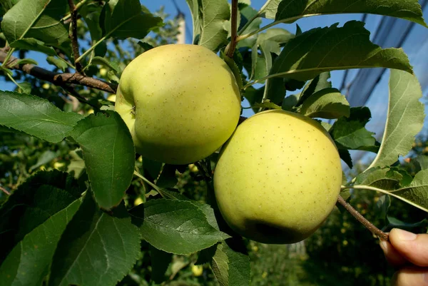 Manzana Fruta Natural Saludable —  Fotos de Stock