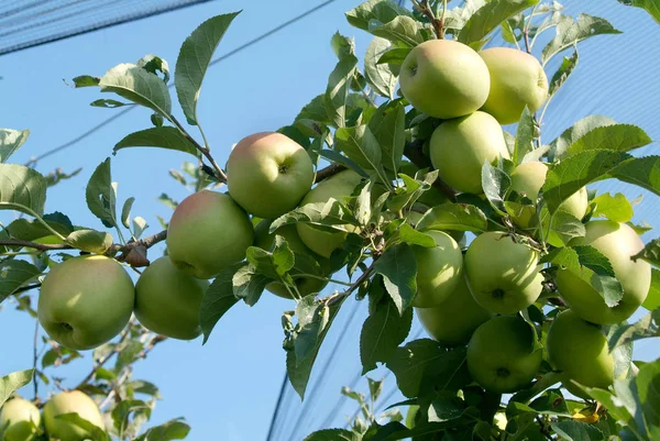 Fruta Maçã Natural Saudável — Fotografia de Stock