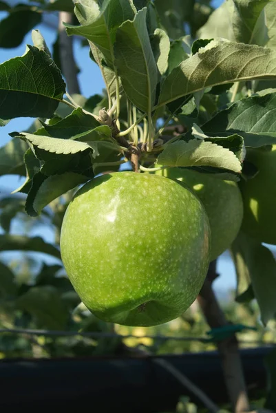 Fruta Maçã Natural Saudável — Fotografia de Stock