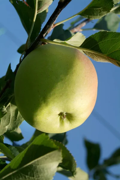 Fruta Maçã Natural Saudável — Fotografia de Stock