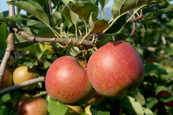 Owoce Jabłko Naturalne Zdrowe — Zdjęcie stockowe