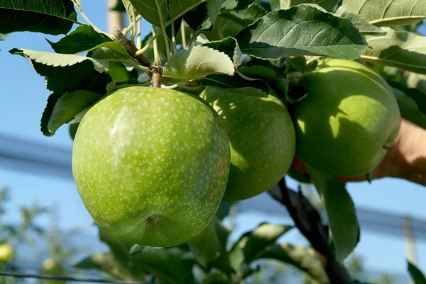 Owoce Jabłko Naturalne Zdrowe — Zdjęcie stockowe