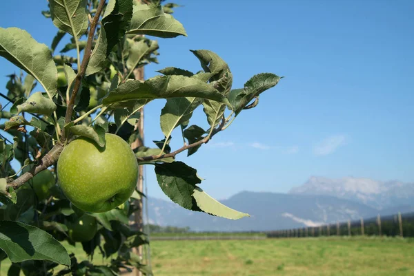 Owoce Jabłko Naturalne Zdrowe — Zdjęcie stockowe