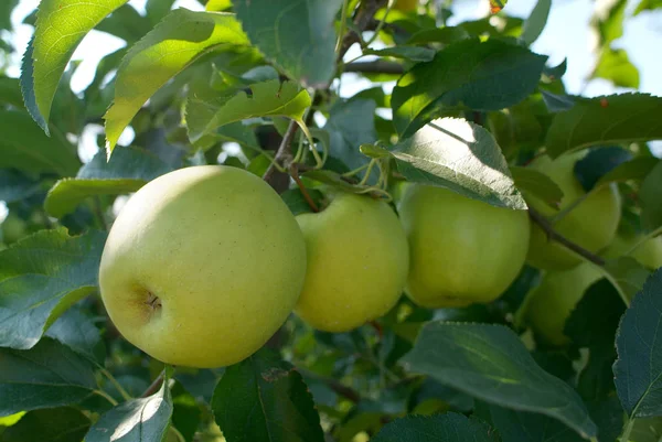 Fruta Maçã Natural Saudável — Fotografia de Stock