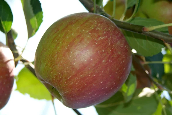 Owoce Jabłko Naturalne Zdrowe — Zdjęcie stockowe
