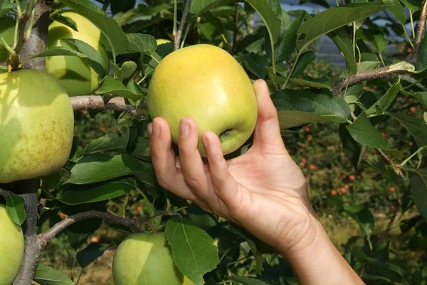 Cosechar Manzanas Los Árboles —  Fotos de Stock