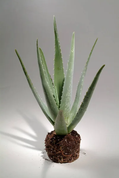 Saftiga Aloe Växt Med Törnen — Stockfoto