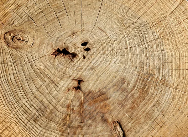 Seção Textura Tronco Árvore — Fotografia de Stock