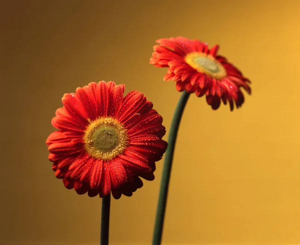 Квіти Помаранчевому Фоні — стокове фото