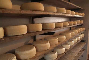 Peynir sezon için formları