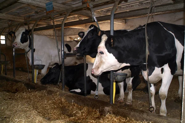 Cows Barn — Stock Photo, Image