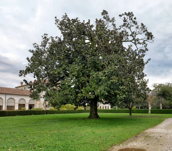 Parque Verde Con Árbol Una Antigua Villa —  Fotos de Stock