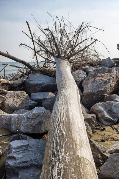 Tronco Albero Sulla Spiaggia Invernale — Foto Stock