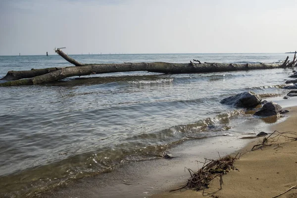 Tronco Albero Sulla Spiaggia Invernale — Foto Stock