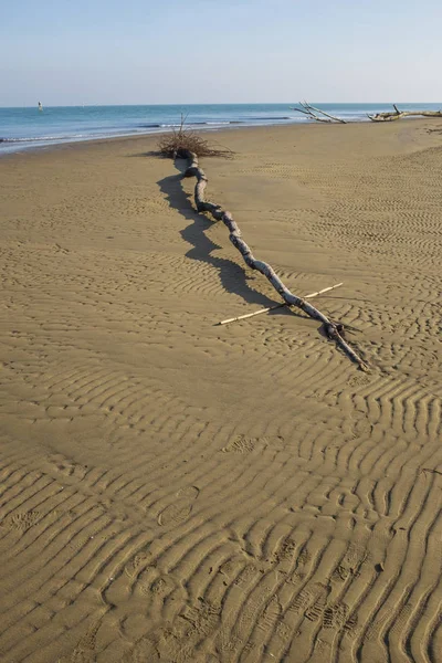 Tronco Albero Sulla Spiaggia Invernale — Foto Stock