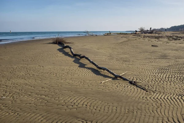 Tronco Albero Sulla Spiaggia Invernale — Foto Stock