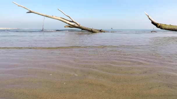 Tronco Albero Sulla Spiaggia Invernale — Video Stock