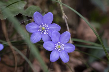Renkli yüksek dağ çiçekleri