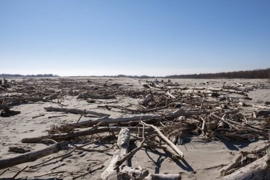 Ağaç gövdeleri ile kış plaj