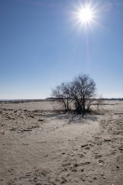 Ağaç gövdeleri ile kış plaj