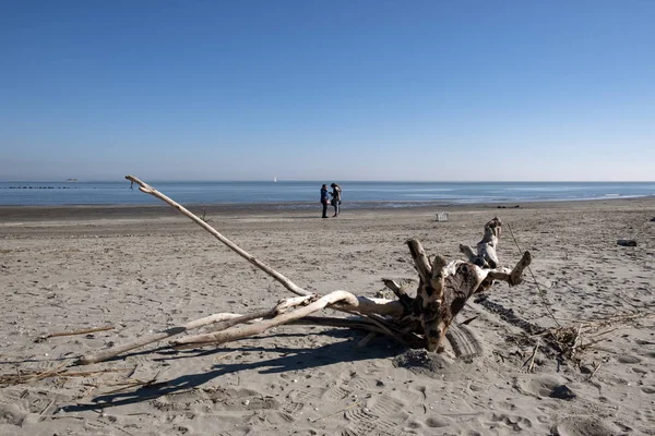 Spiaggia Invernale Con Tronchi Albero — Foto Stock