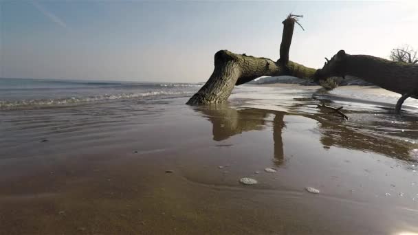 Tronco Albero Sulla Spiaggia Invernale — Video Stock