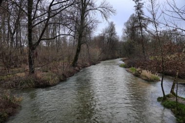 kış orman ile manzara