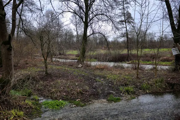 kış orman ile manzara