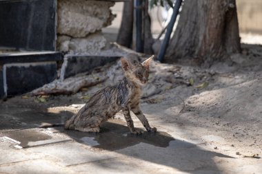 Wet and malnourished stray kitten clipart