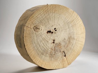 Ahşap gövde bölüm dokusu