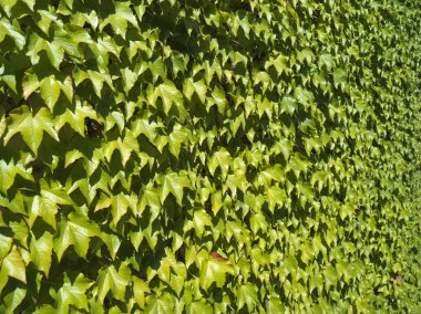 Dokulu sarmaşık yaprakları güneşten etkilenen