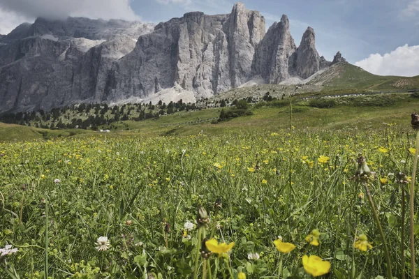 Berglandschaft Mit Blühendem Feld — Stockfoto