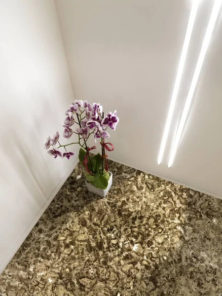 Habitación Con Luces Orquídea — Foto de Stock