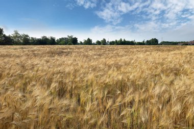 Buğday alanıyla manzara