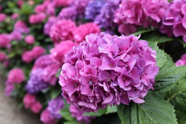 Mor ortanca çiçeği ve yeşil yapraklar.