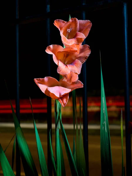 Flor Del Iris Sobre Fondo Negro — Foto de Stock