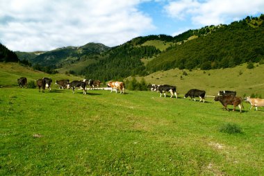 Otlayan ineklerle dolu dağ manzarası